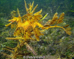 Leafy Sea Dragon Wool Bay Jetty Wool Bay South Australia by Debra Cahill 